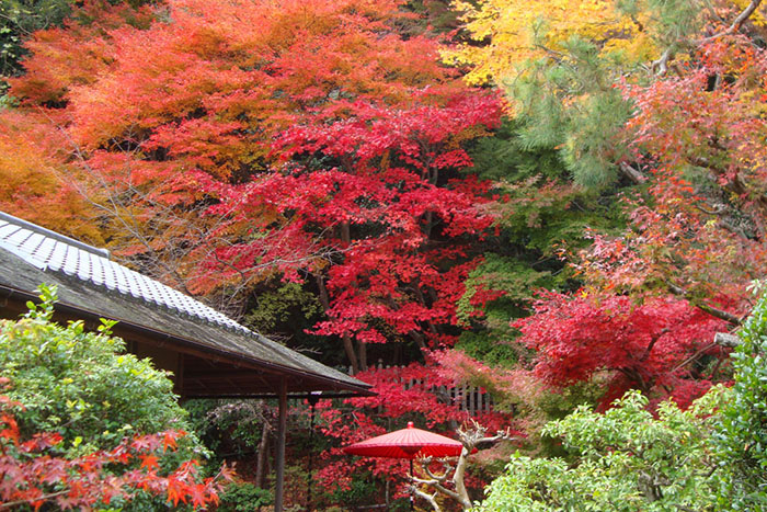 私の京都散策「静かな時の流れを感じる奥嵯峨」を巡る
